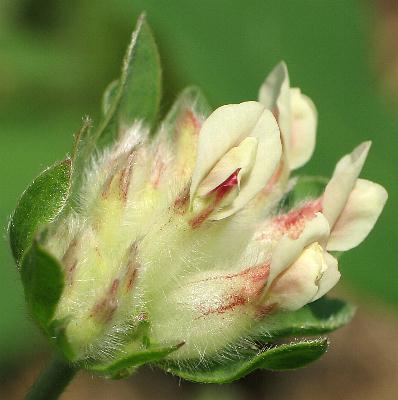 Fotografie von Anthyllis vulneraria ssp. valesiaca, Walliser Wundklee