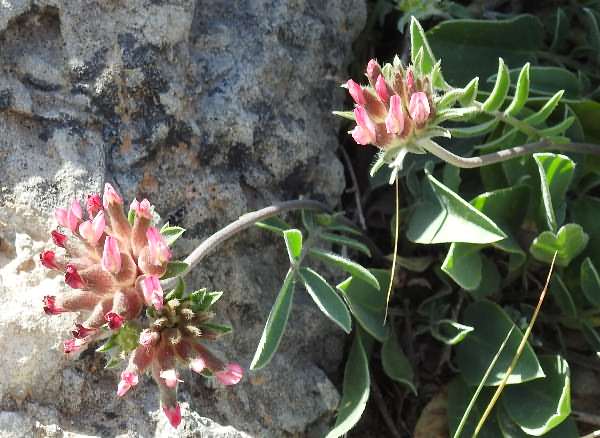 Fotografie von Anthyllis vulneraria ssp. rubriflora, Rotblütiger Gemeiner Wundklee
