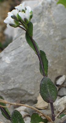 Fotografie von Arabis bellidifolia(?), Zwerg-Gänsekresse(?)