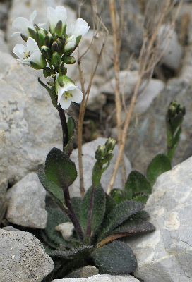 Fotografie von Arabis bellidifolia(?), Zwerg-Gänsekresse(?)