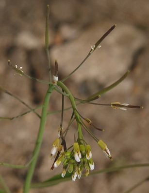 Fotografie von Arabidopsis thaliana, Acker-Schmalwand