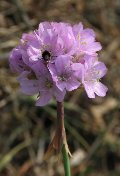Fotografie von Armeria maritima ssp. elongata, Sand-Grasnelke