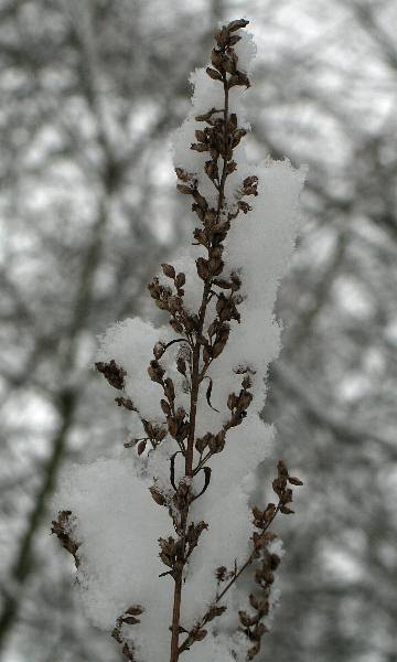 Fotografie von Artemisia vulgaris, Gemeiner Beifuß