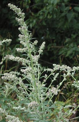Fotografie von Artemisia vulgaris, Gemeiner Beifuß