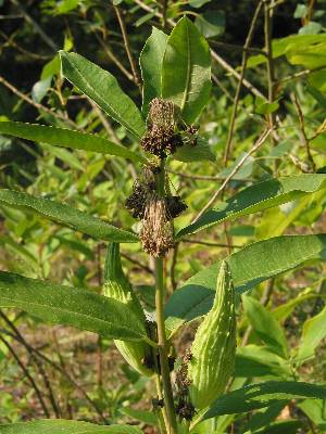 Fotografie von Asclepias syriaca, Gewöhnliche Seidenpflanze
