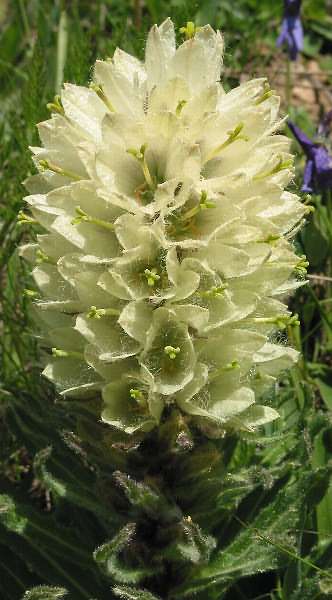 Fotografie von Campanula thyrsoides, Strauß-Glockenblume
