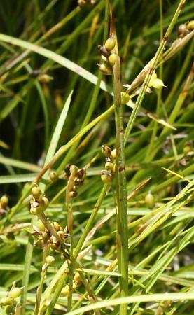 Fotografie von Carex alba, Weiße Segge