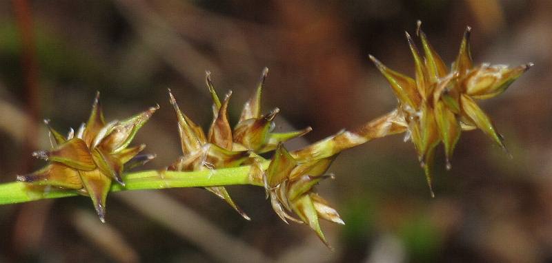 Fotografie von Carex echinata(?), Igel-Segge(?)