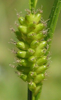 Fotografie von Carex pallescens, Bleiche Segge
