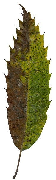 Herbstblatt von Castanea sativa, Edelkastanie