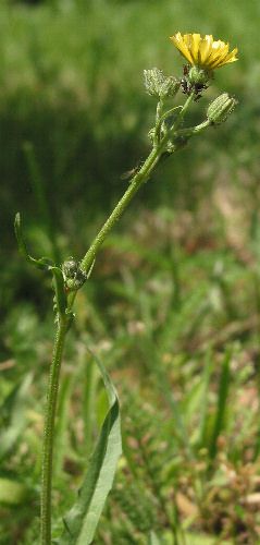 Fotografie von Crepis capillaris, Grüner Pippau
