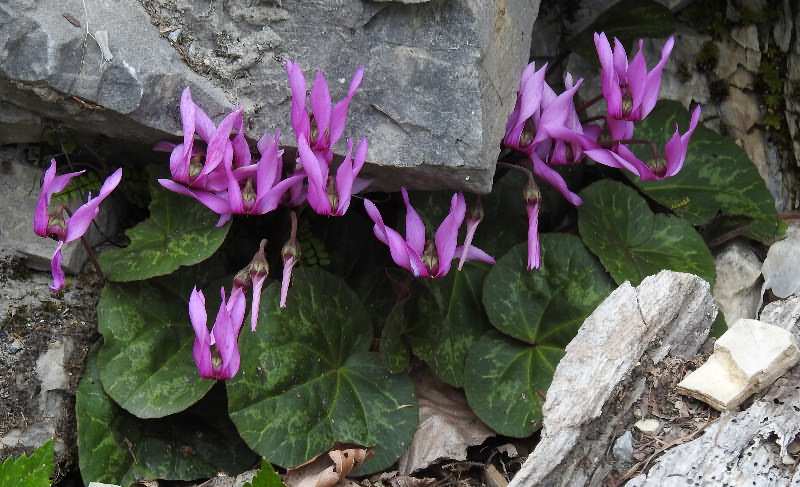 Fotografie von Cyclamen purpurascens, Europäisches Alpenveilchen