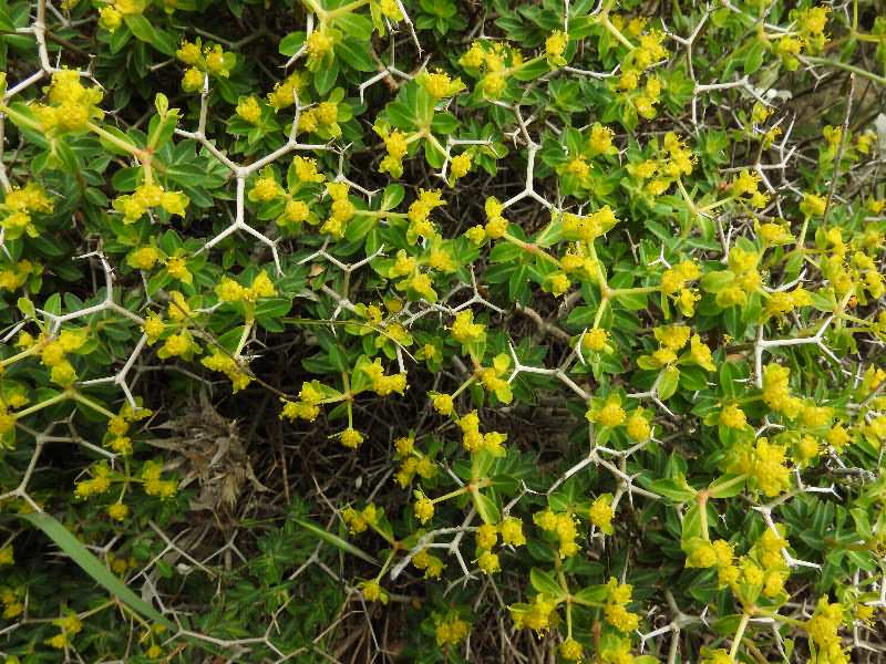 Fotografie von Euphorbia acanthothamnos, Griechische Dornbusch-Wolfsmilch