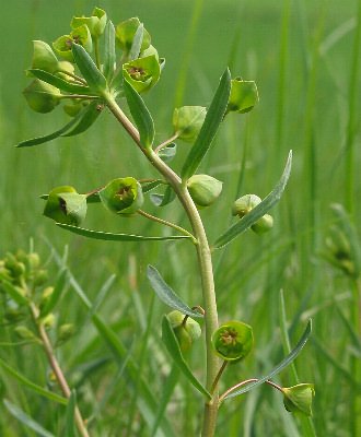 Fotografie von Euphorbia esula agg., Esels-Wolfsmilch