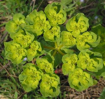 Fotografie von Euphorbia helioscopia, Sonnwend-Wolfsmilch