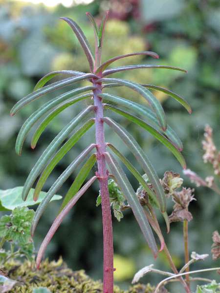 Fotografie von Euphorbia lathyris, Kreuzblättrige Wolfsmilch