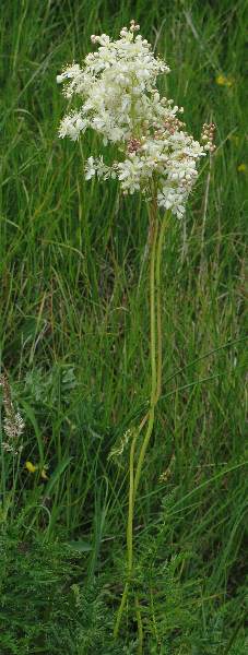Fotografie von Filipendula vulgaris, Kleines Mädesüß