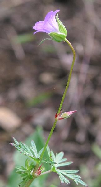 Fotografie von Geranium columbinum, Tauben-Storchschnabel