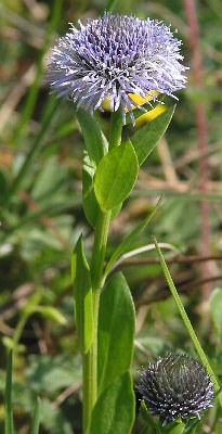 Fotografie von Globularia punctata, Gewöhnliche Kugelblume