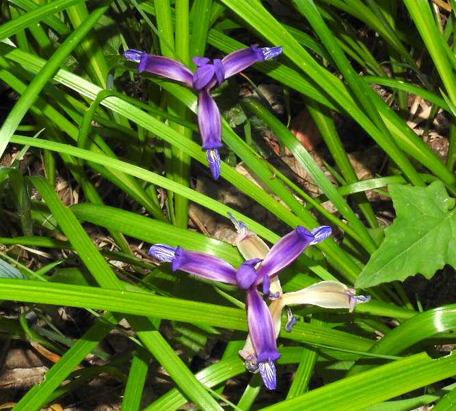 Fotografie von Iris graminea, Gras-Schwertlilie