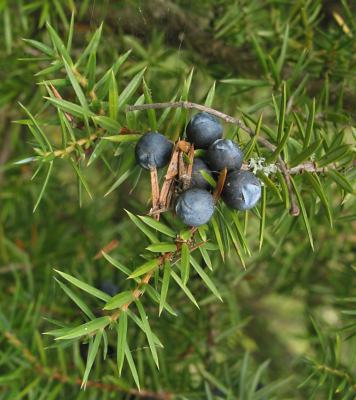 Fotografie von Juniperus communis, Gewöhnlicher Wacholder