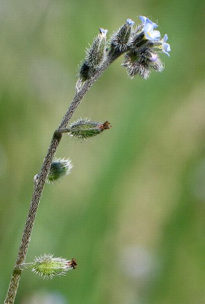 Fotografie von Myosotis ramosissima, Hügel-Vergißmeinnicht