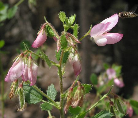 Fotografie von Ononis rotundifolia, Rundblättrige Hauhechel