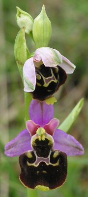 Fotografie von Ophrys holosericea, Hummel-Ragwurz