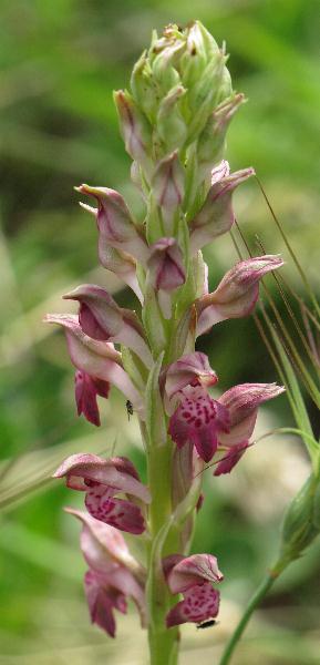 Fotografie von Orchis coriophora, Wanzen-Knabenkraut