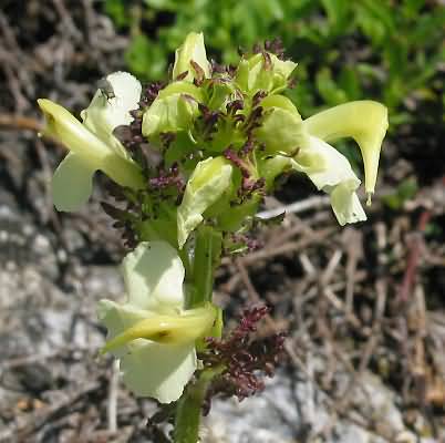 Fotografie von Pedicularis tuberosa, Knolliges Läusekraut
