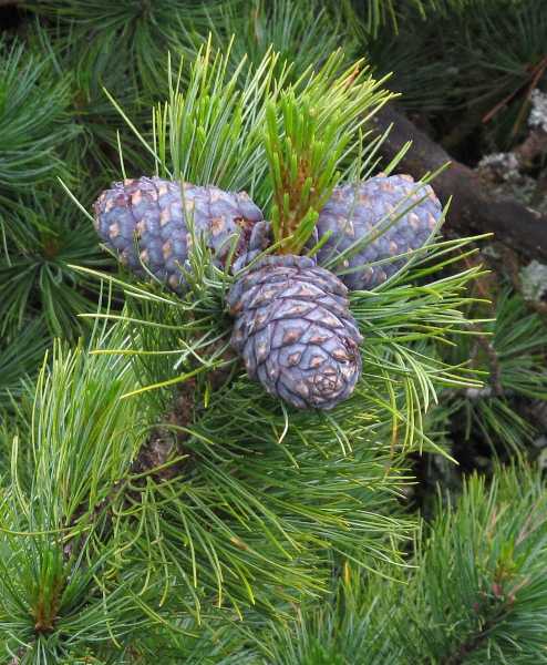 Fotografie von Pinus cembra, Arve