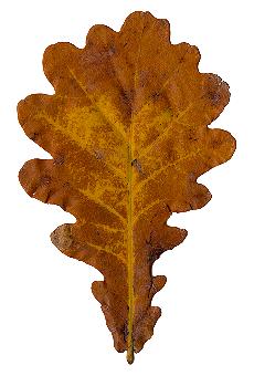 Herbstblatt von Quercus robur, Stiel-Eiche