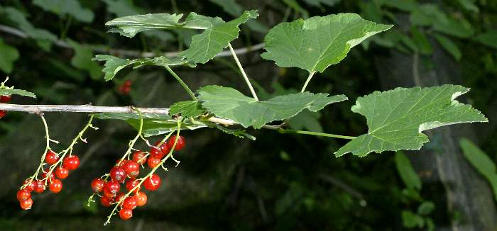 Fotografie von Ribes rubrum, Rote Johannisbeere