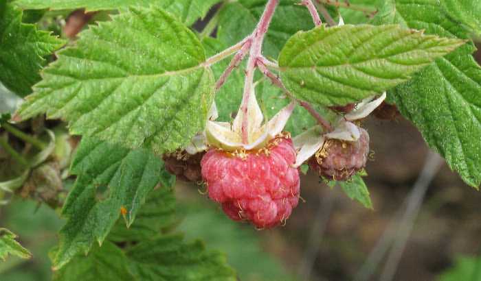 Fotografie von Rubus idaeus, Himbeere