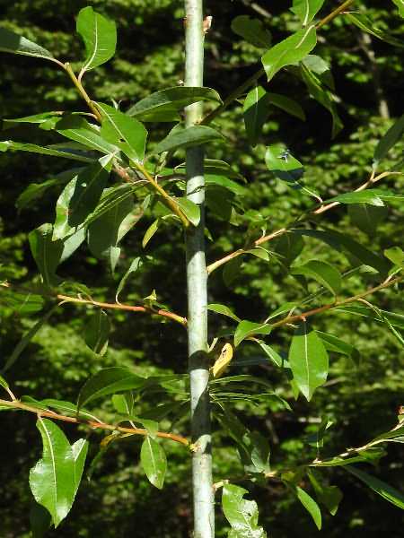Fotografie von Salix daphnoides, Reif-Weide