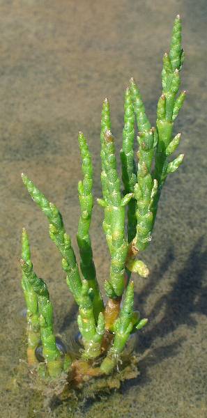 Fotografie von Salicornia europaea ssp. brachystachya, Gewöhnlicher Kurzähren-Queller