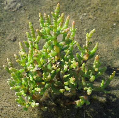 Fotografie von Salicornia europaea ssp. europaea, Zierlicher Kurzähren-Queller