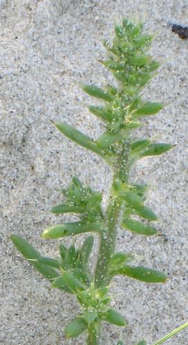 Fotografie von Salsola kali ssp. kali, Strand-Salzkraut