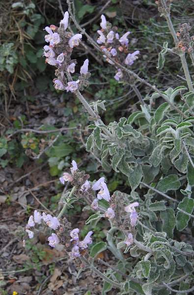 Fotografie von Salvia fruticosa, Dreilappiger Salbei