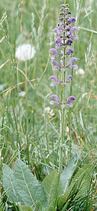 Fotografie von Salvia pratensis, Wiesen-Salbei