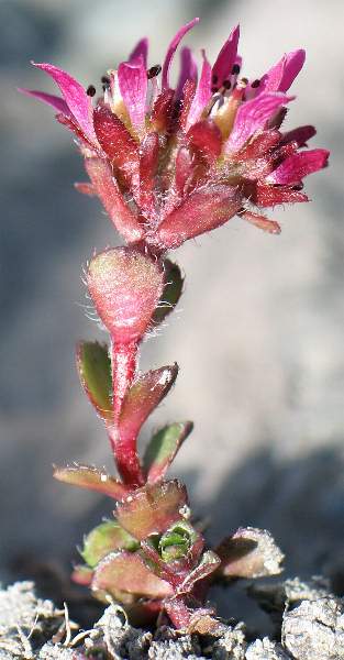 Fotografie von Saxifraga biflora, Zweiblütiger Steinbrech