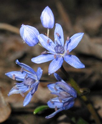 Fotografie von Scilla bifolia, Zweiblättriger Blaustern