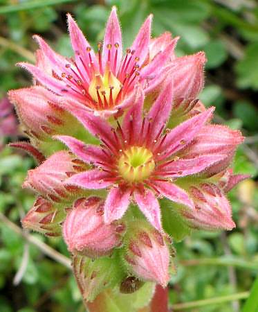 Fotografie von Sempervivum tectorum ssp. alpinum, Alpen-Hauswurz