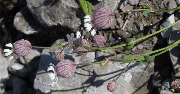 Fotografie von Silene vulgaris ssp. glareosa, Schutthalden-Leimkraut