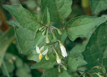 Fotografie von Solanum nigrum ssp. nigrum, Schwarzer Nachtschatten