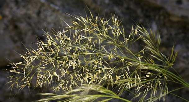 Fotografie von Stipa calamagrostis, Silber-Rauhgras