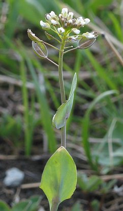 Fotografie von Thlaspi perfoliatum, Stengelumfassendes Hellerkraut