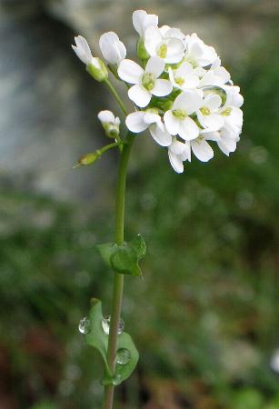 Fotografie von Thlaspi alpinum ssp. sylvium, Matterhorn-Hellerkraut