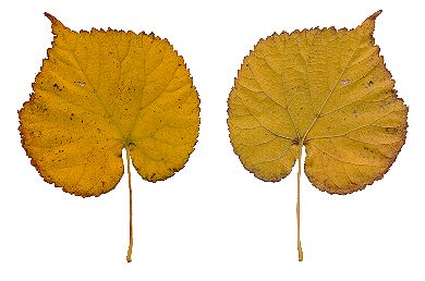 Herbstblatt von Tilia cordata, Winter-Linde