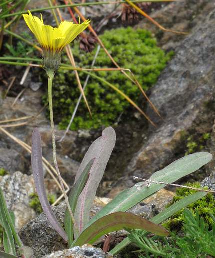 Fotografie von Tolpis staticifolia, Grasnelkenblättriges Habichtskraut